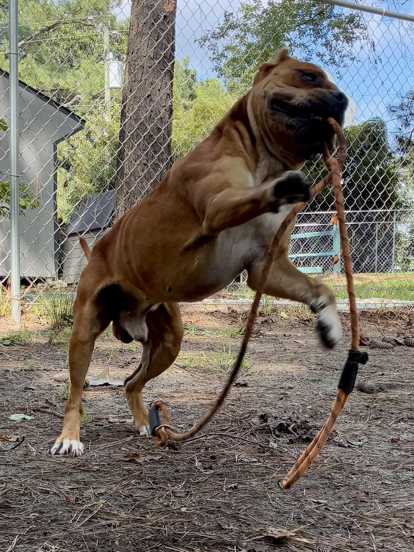 Enlarge Nolan, a ADOPTABLE mixed breed in Heathsville, VA image 2/6
