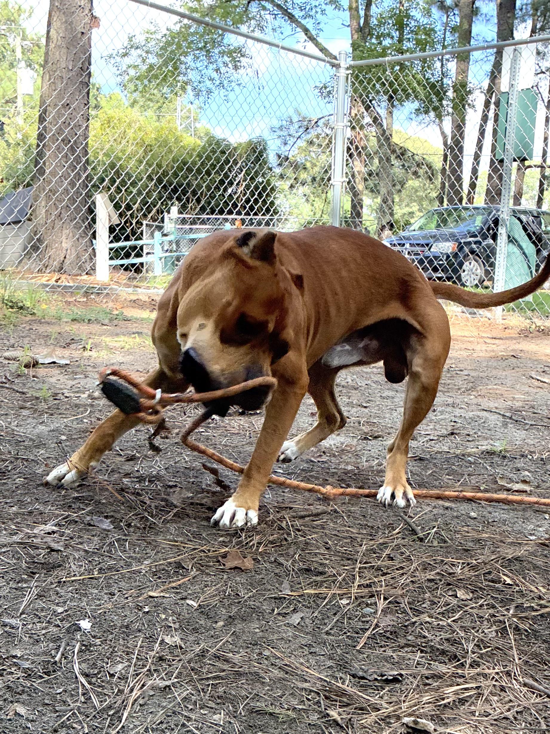 Enlarge Nolan, a ADOPTABLE mixed breed in Heathsville, VA image 5/6