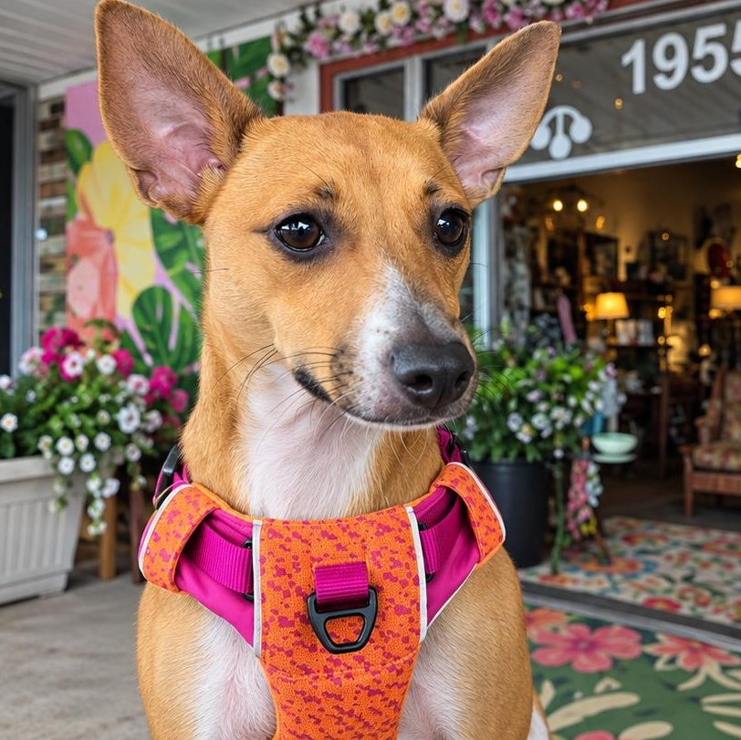 Enlarge Mojo, a Adopted mixed breed in Saint Augustine, FL image 1/2