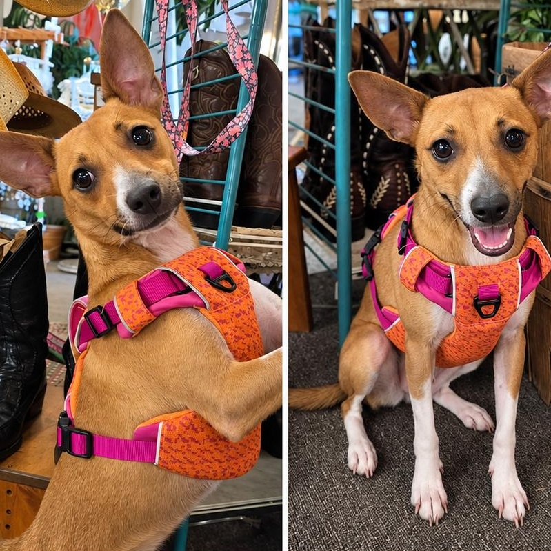 Enlarge Mojo, a Adopted mixed breed in Saint Augustine, FL image 2/2