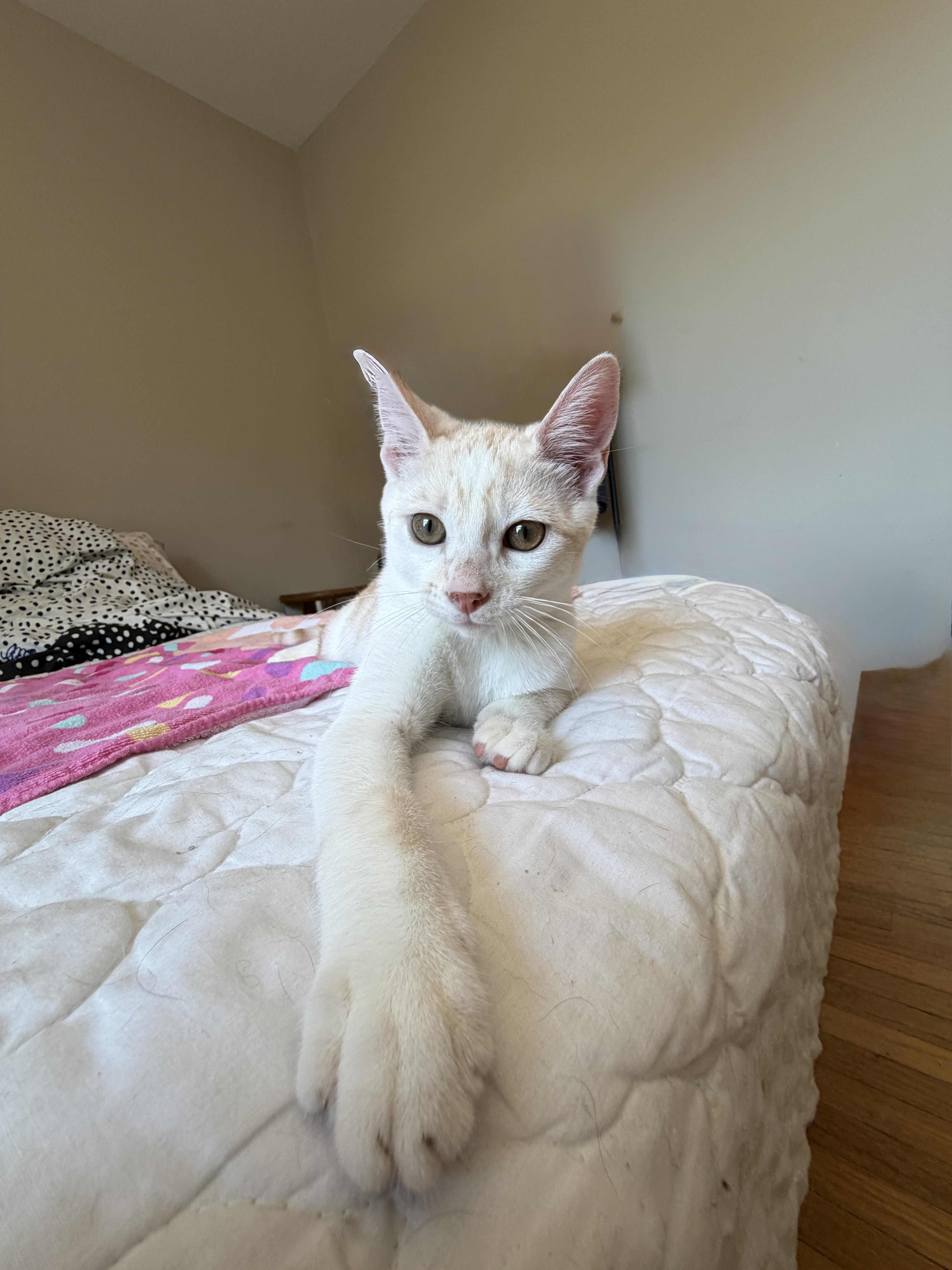 Enlarge JUDE, an adopted Tabby in Shakespeare, ON image 3/4