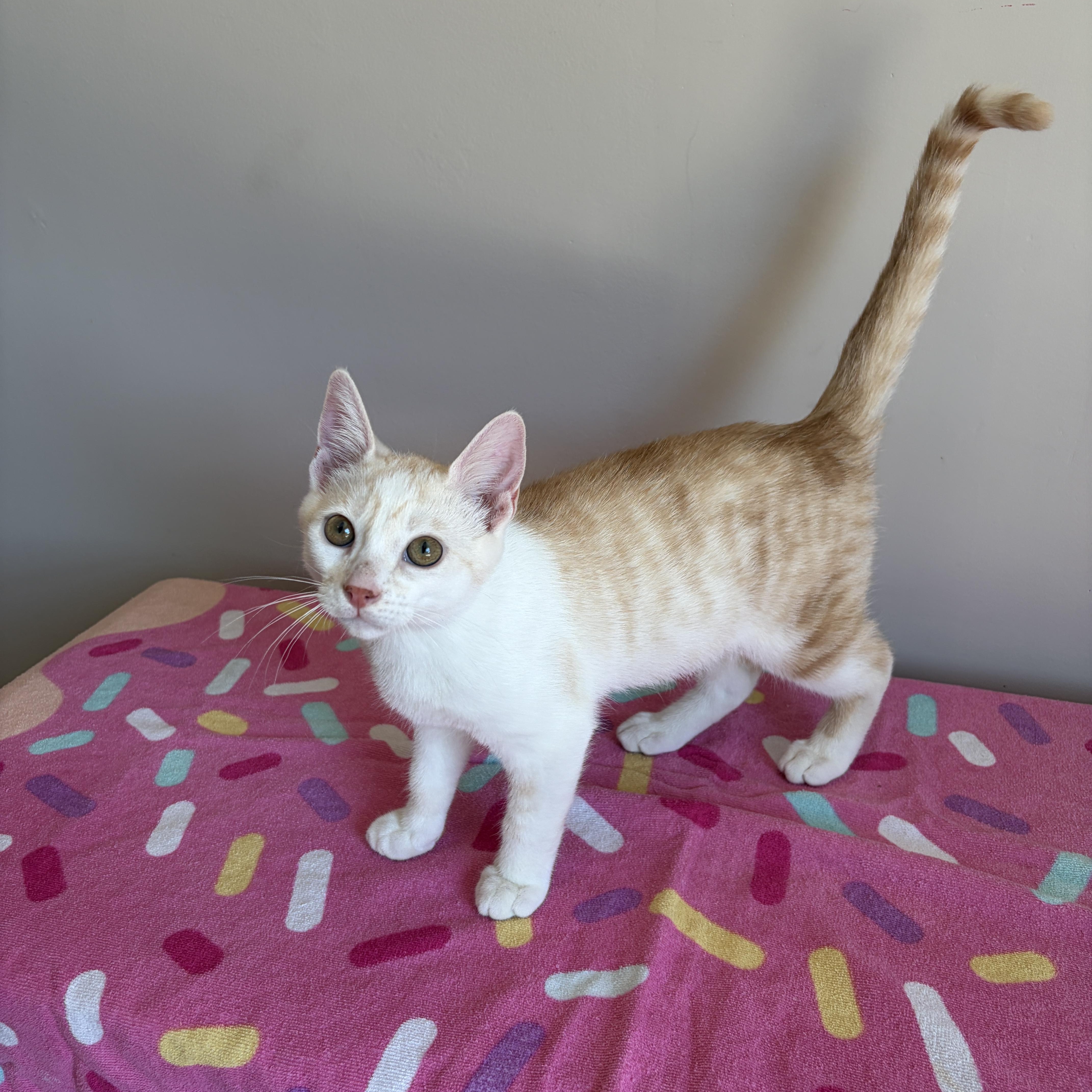 Enlarge JUDE, an adopted Tabby in Shakespeare, ON image 4/4