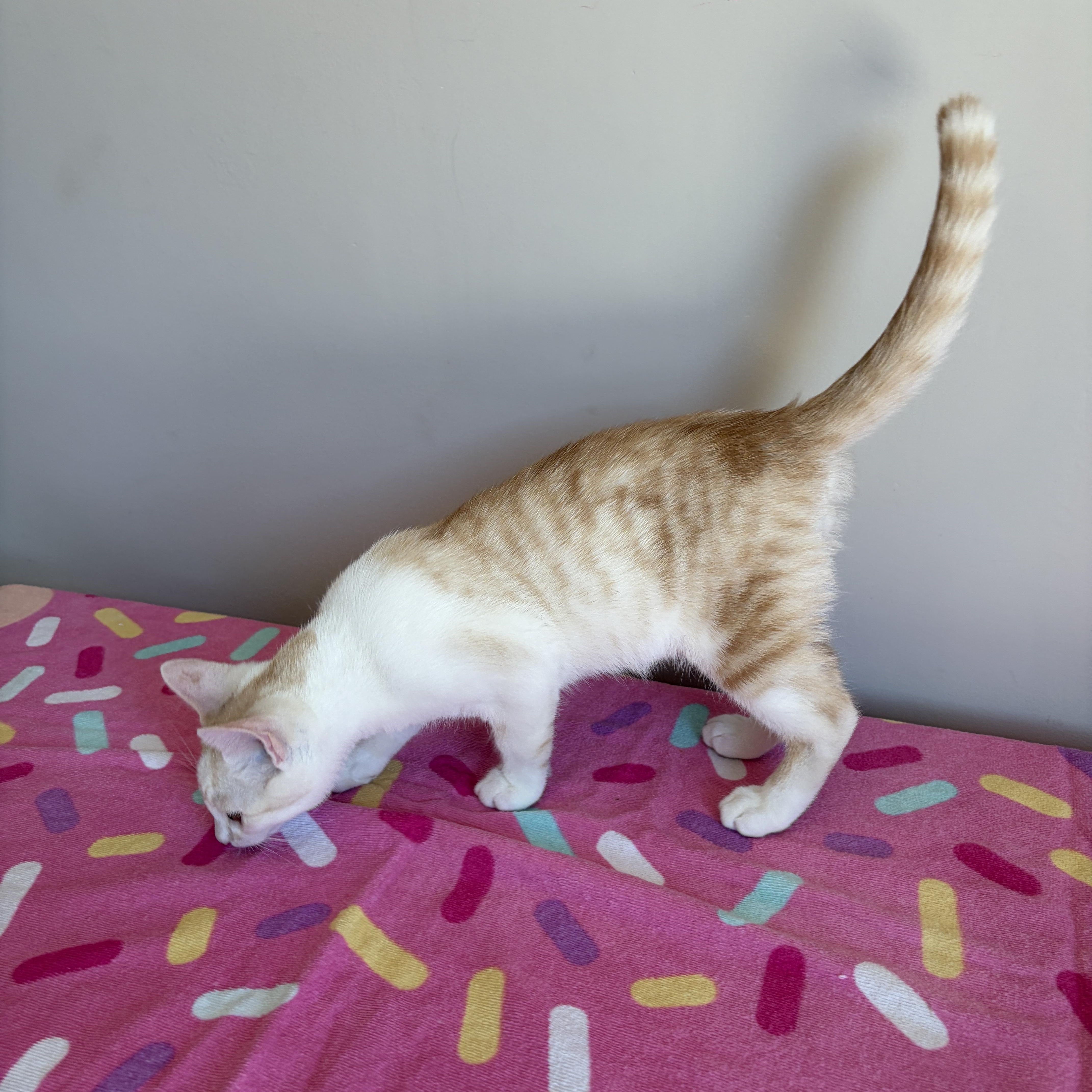 Enlarge JUDE, an adopted Tabby in Shakespeare, ON image 2/4