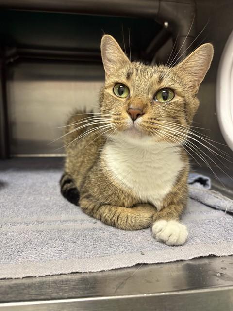 HAZEL, Adoptable, Young Female Domestic Short Hair.