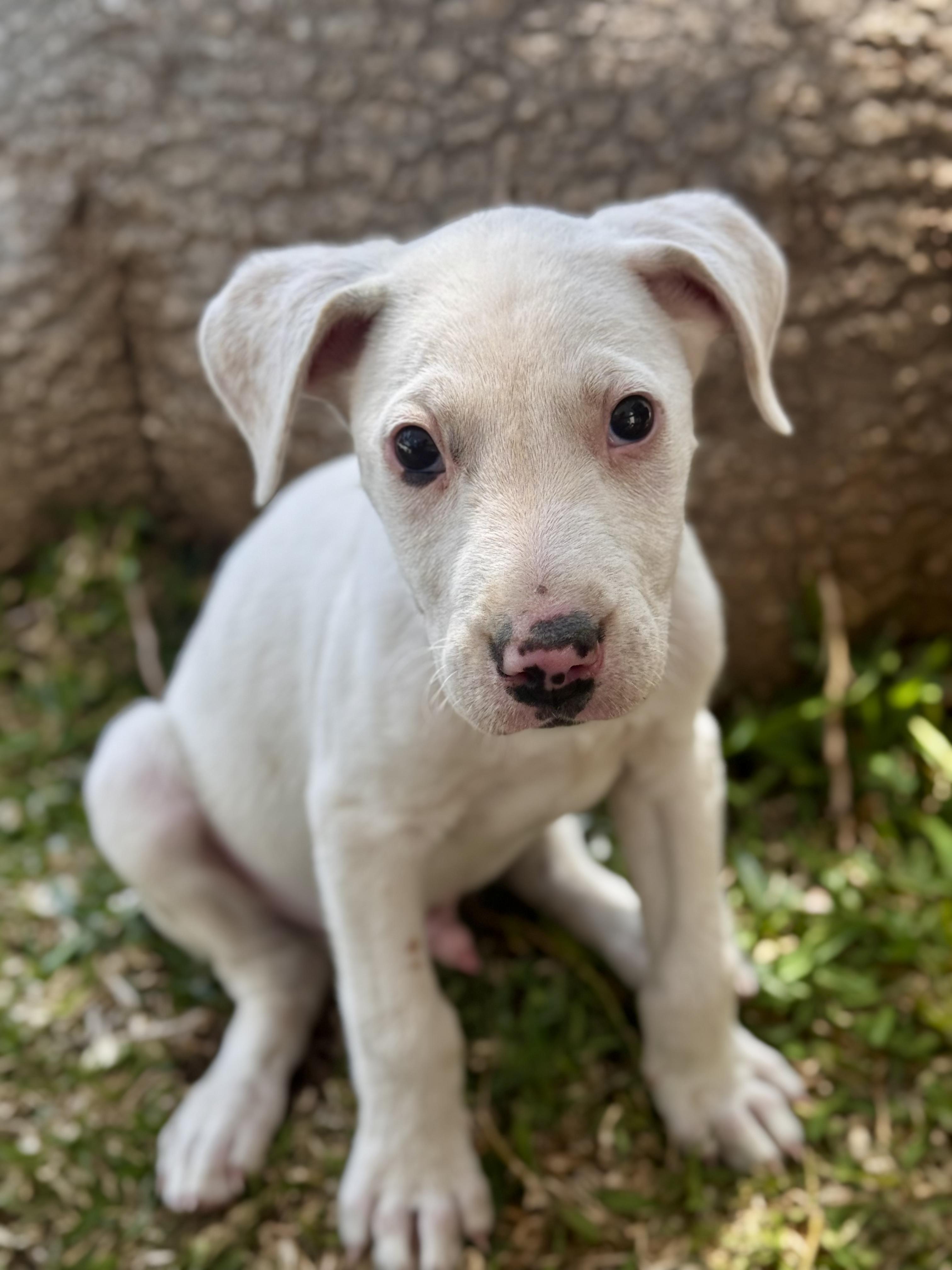 Enlarge Ross, a Adoptable mixed breed in Ames, IA image 6/6
