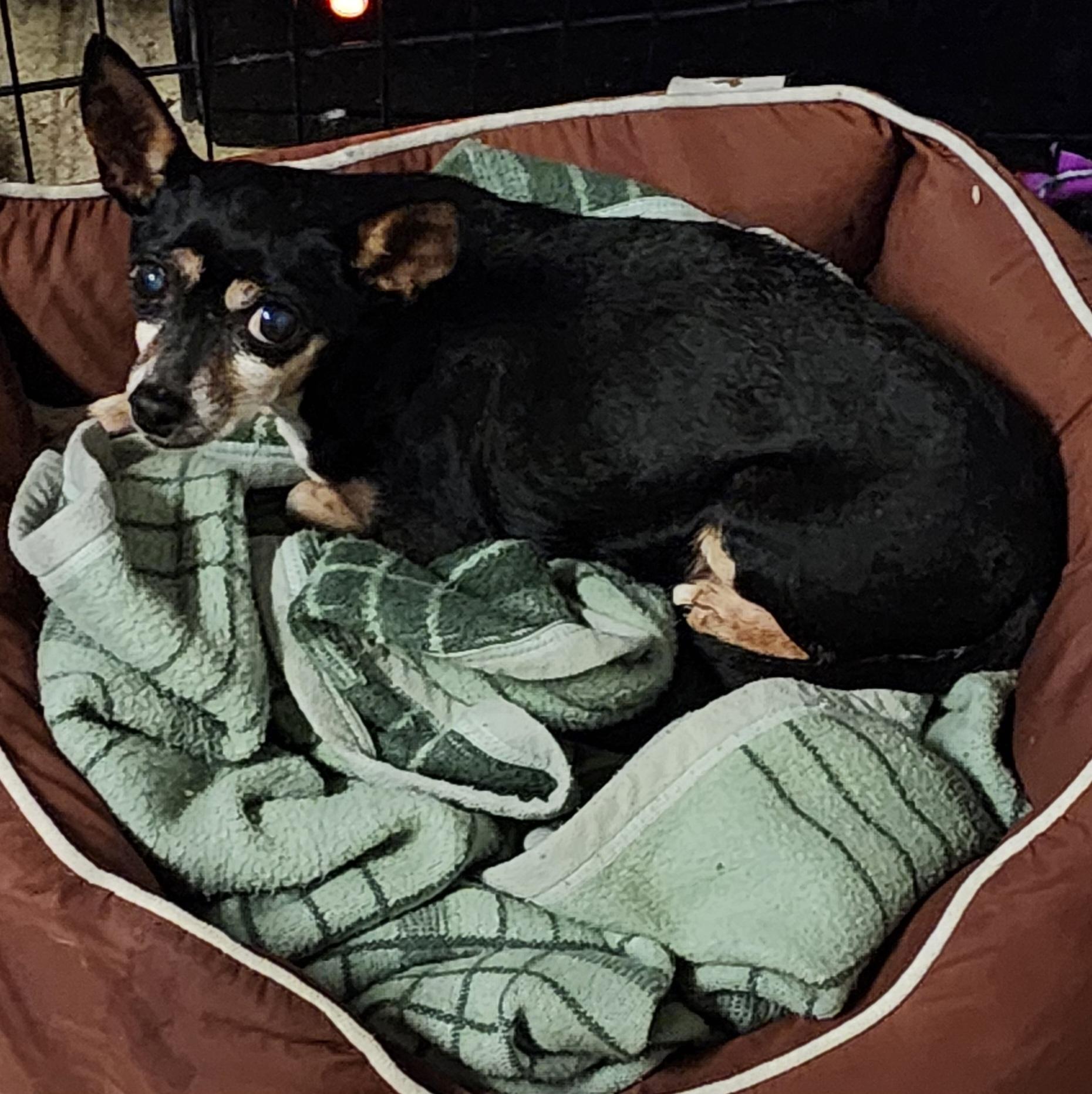 Enlarge Shujinko (Jinko), a Adoptable Chihuahua in Momence, IL image 1/1