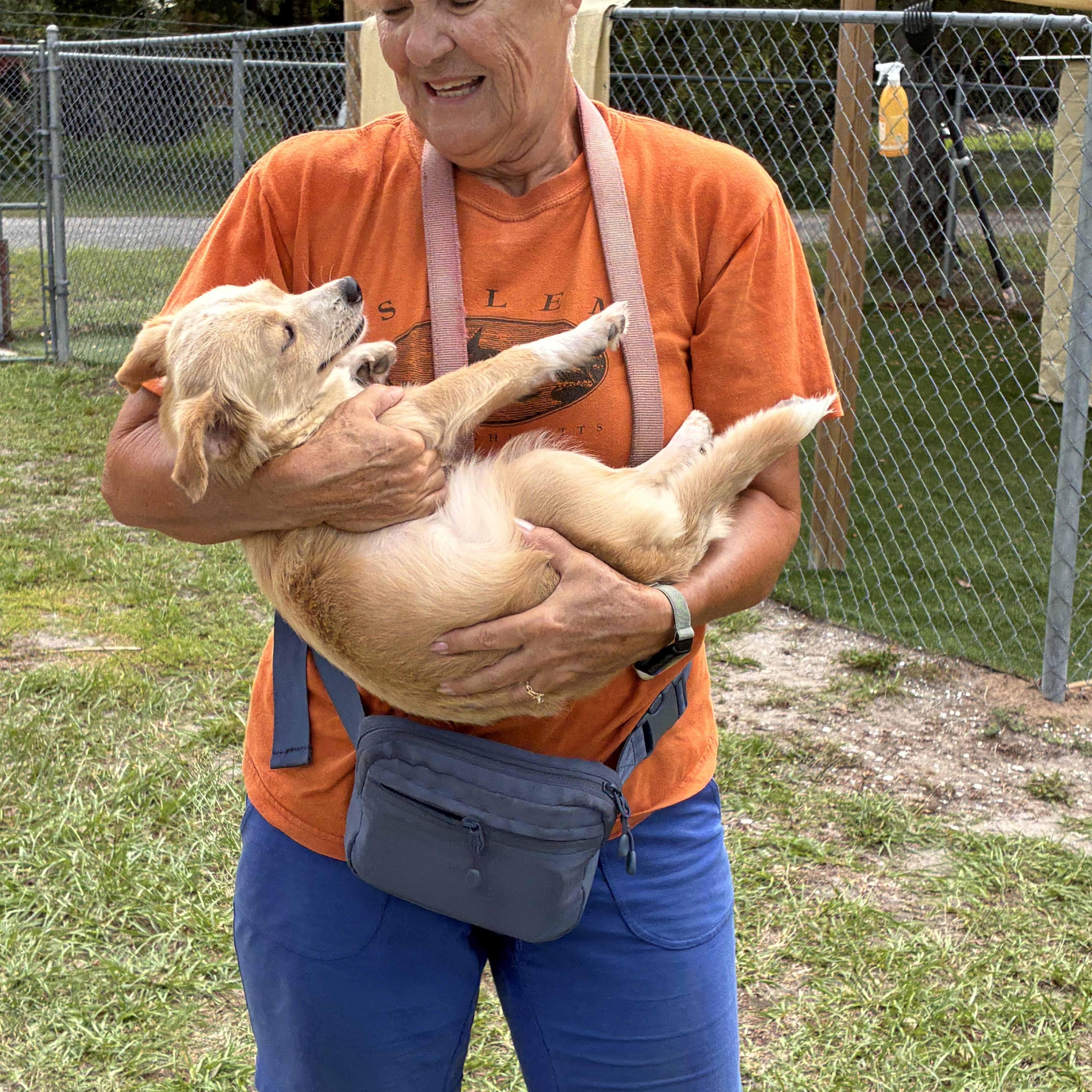 Enlarge Dolly, a Adoptable Mixed Breed in Ruskin, FL image 2/2
