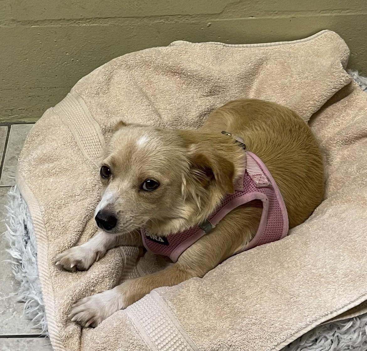 Dolly, Adoptable, Young Female Mixed Breed.