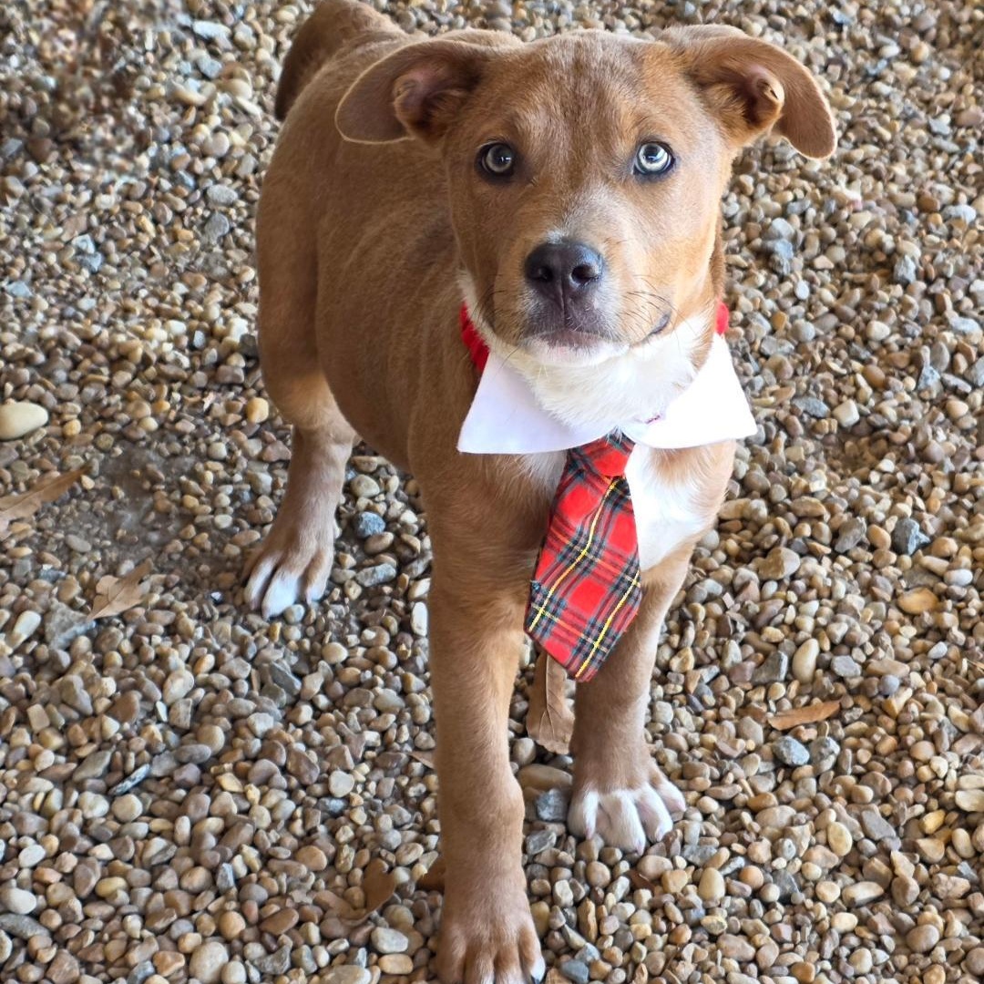 Enlarge Neo, a ADOPTABLE Mixed Breed in Phenix City, AL image 3/3