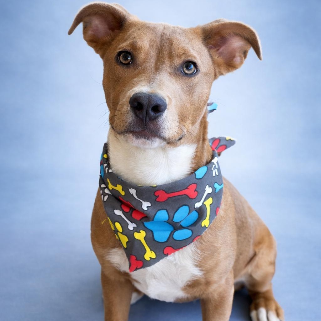 Neo, ADOPTABLE, Young Male Mixed Breed.