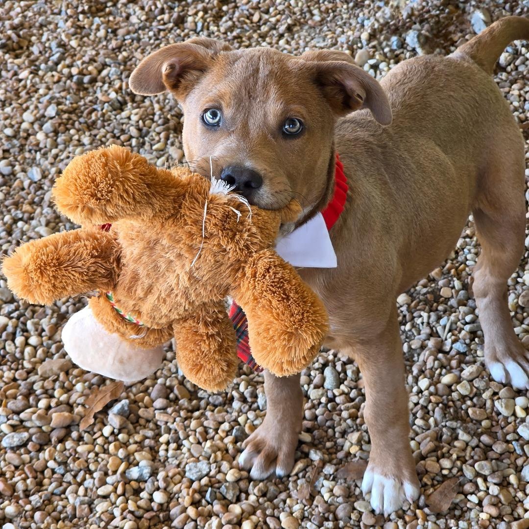 Enlarge Neo, a ADOPTABLE Mixed Breed in Phenix City, AL image 2/3