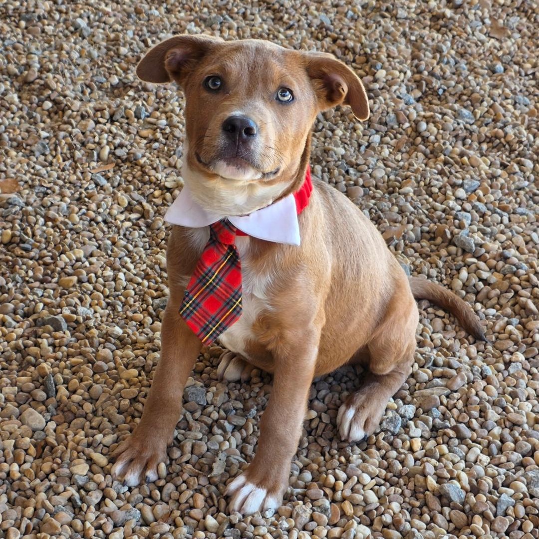 Enlarge Neo, a ADOPTABLE Mixed Breed in Phenix City, AL image 1/3