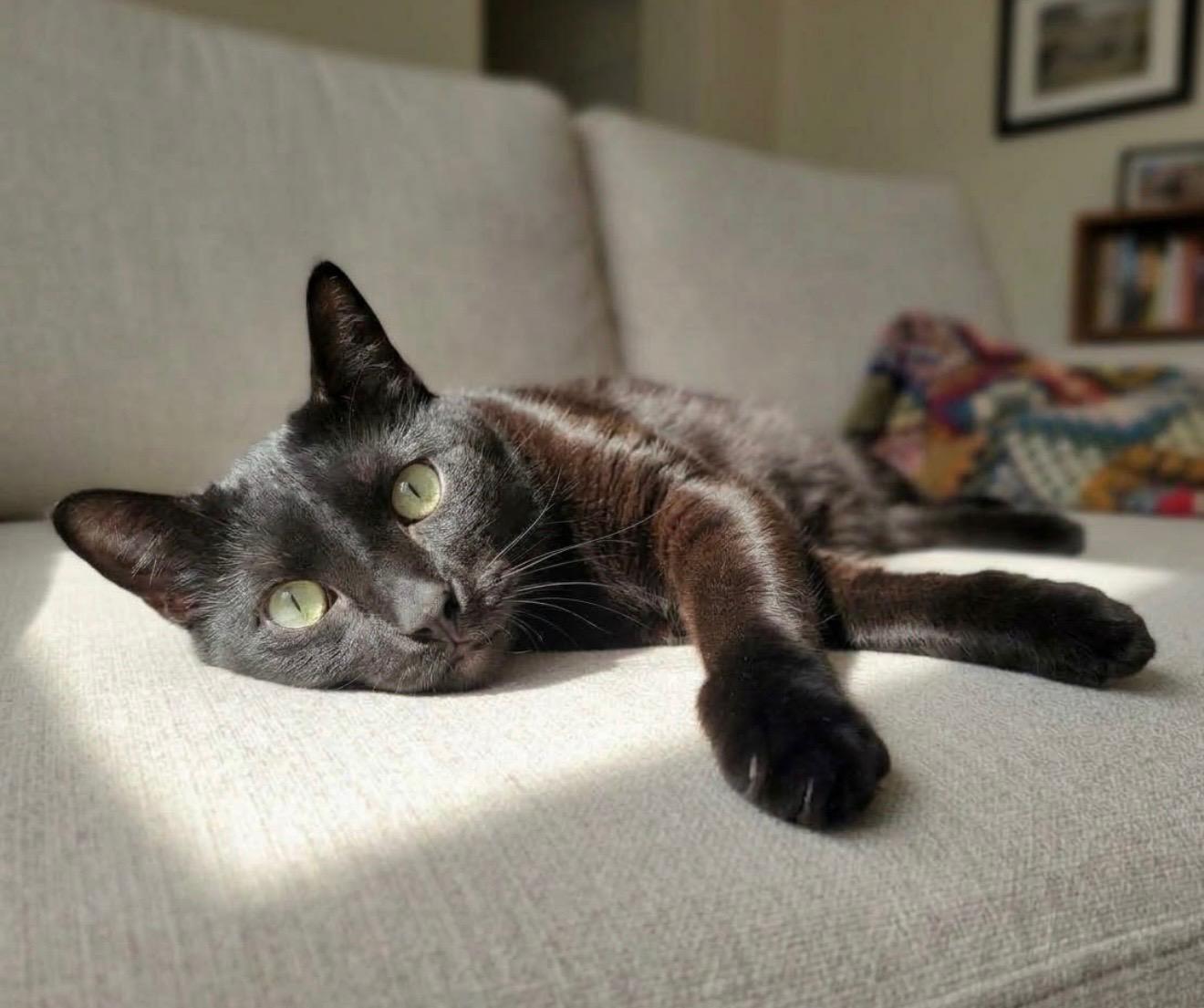 Enlarge Franky, a Adoptable mixed breed in Brooklyn, NY image 3/4