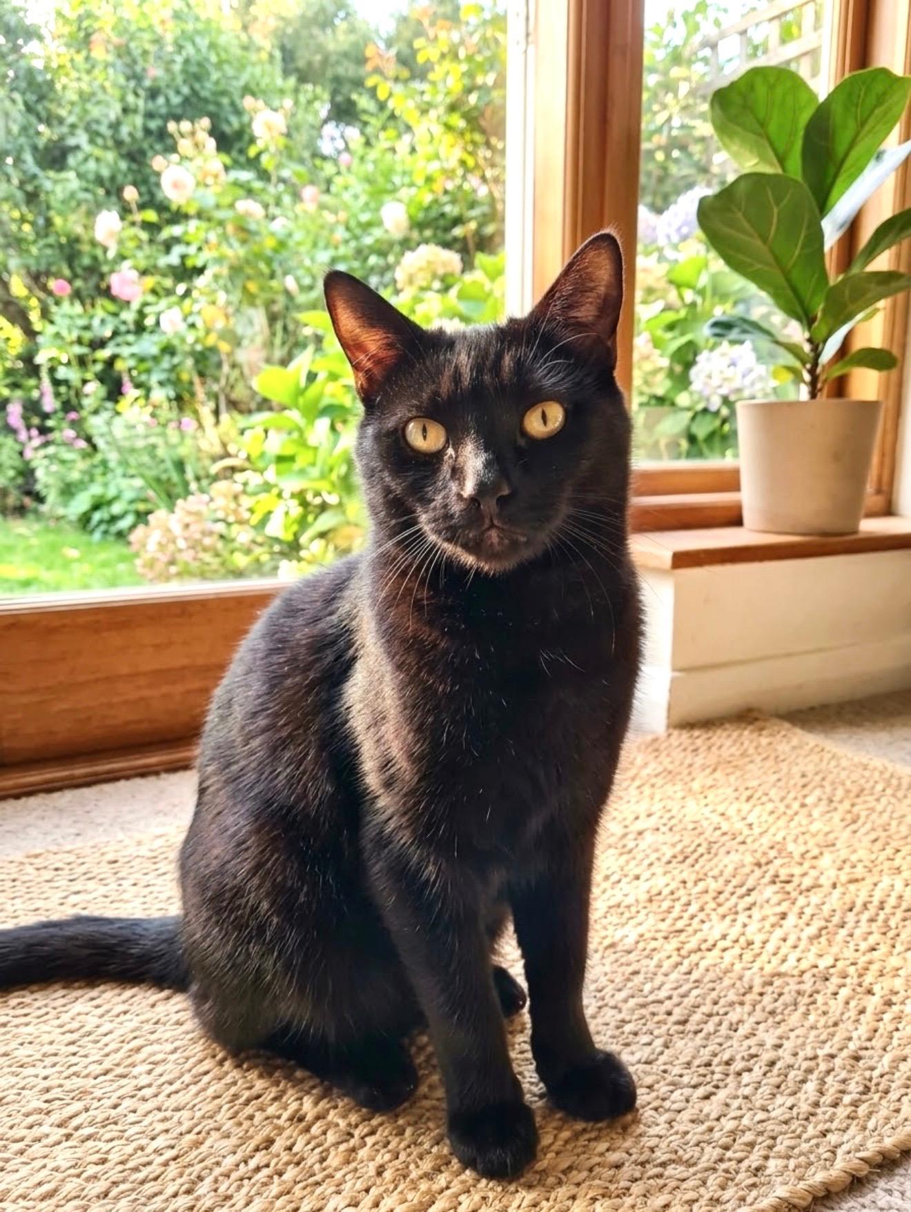 Franky, Adoptable, Young Male Bombay.