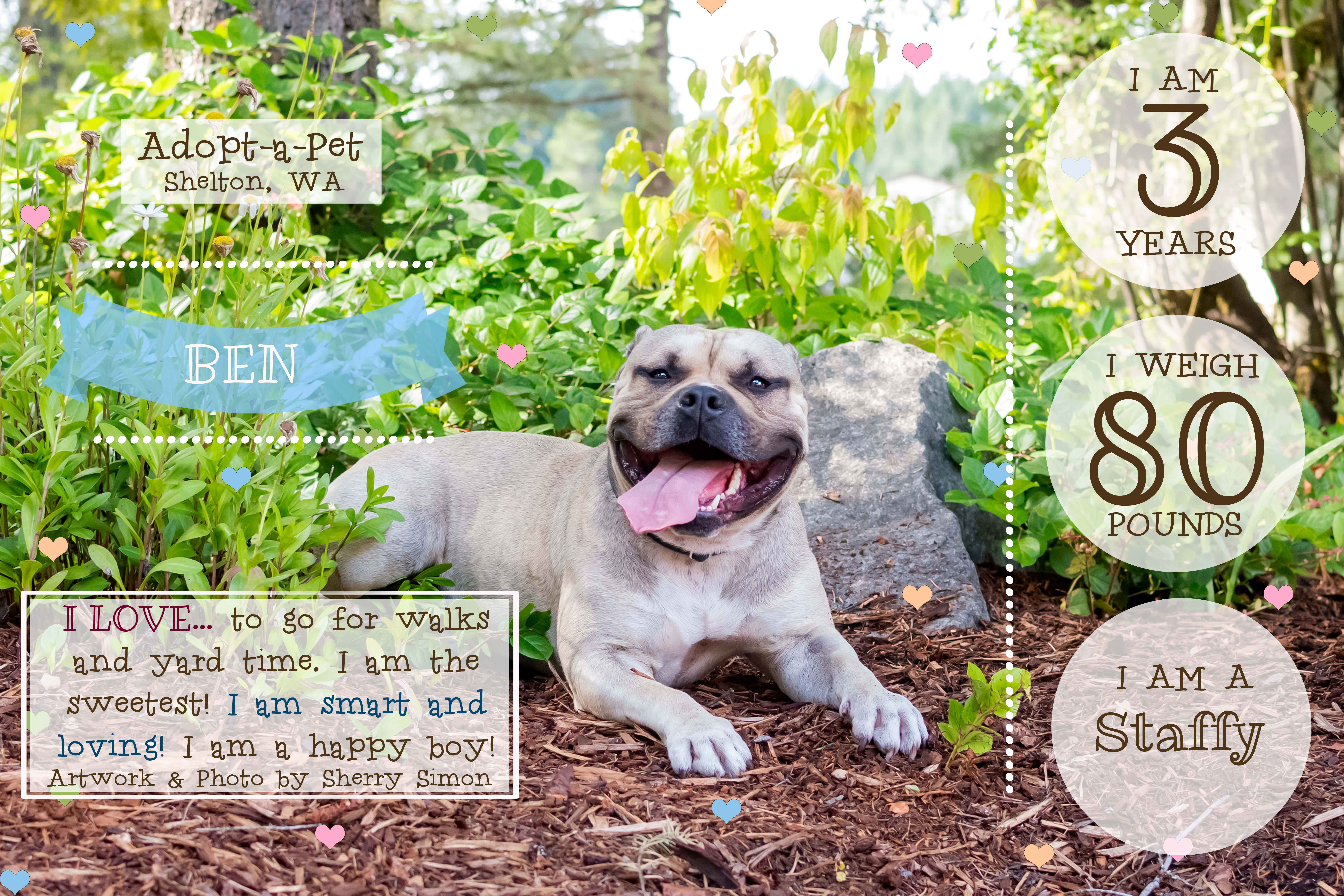 BEN, a Adoptable American Staffordshire Terrier in Shelton, WA image 2/6