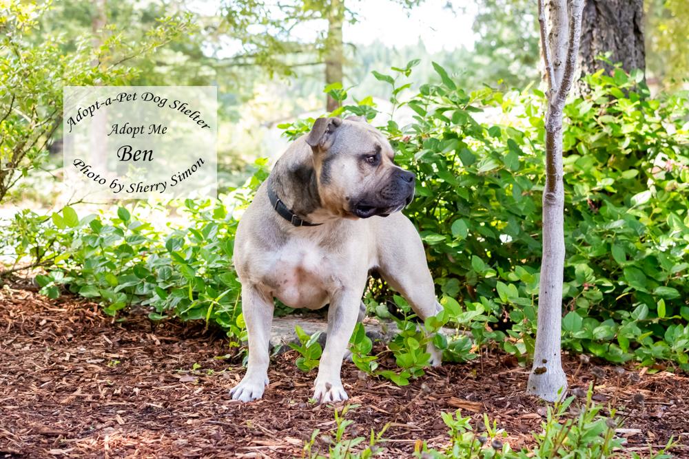BEN, a Adoptable American Staffordshire Terrier in Shelton, WA image 6/6