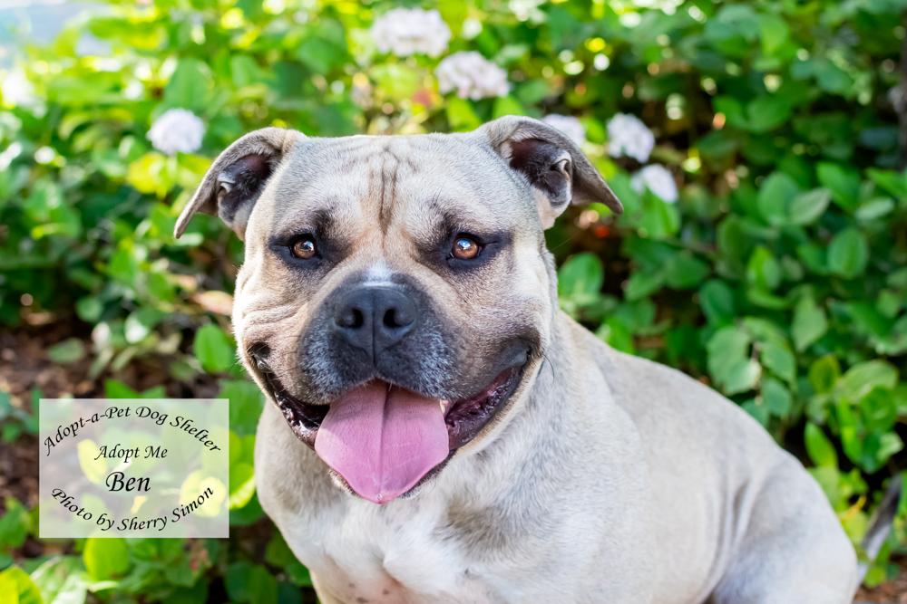 BEN, a Adoptable American Staffordshire Terrier in Shelton, WA image 3/6
