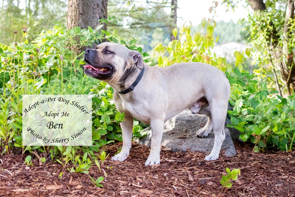 BEN, a Adoptable American Staffordshire Terrier in Shelton, WA image 4/6