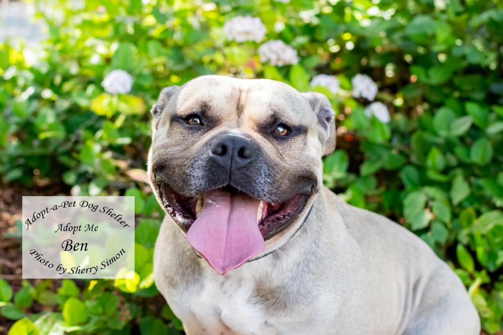 BEN, a Adoptable American Staffordshire Terrier in Shelton, WA image 1/6