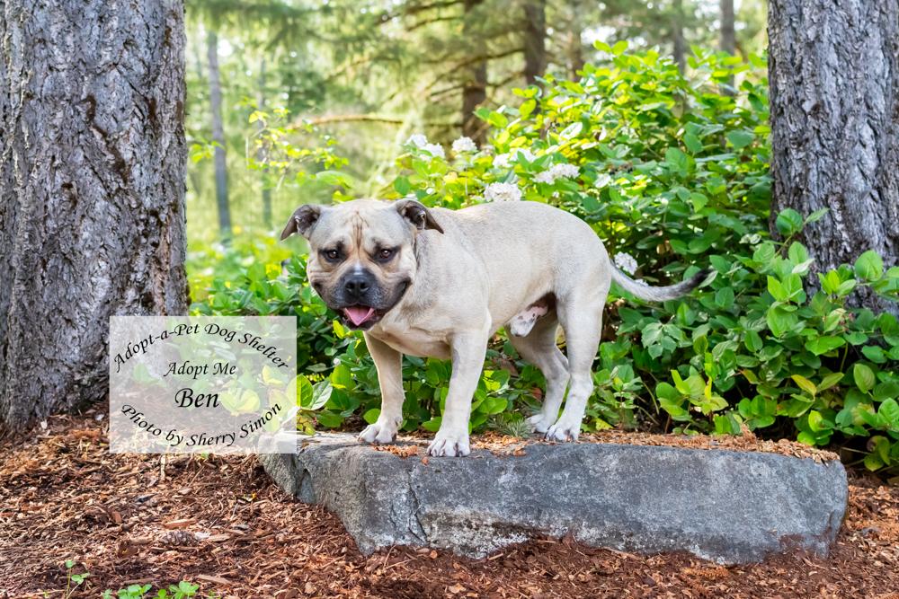 BEN, a Adoptable American Staffordshire Terrier in Shelton, WA image 5/6