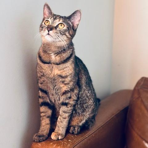 Messina, Adoptable, Young Female Domestic Short Hair.