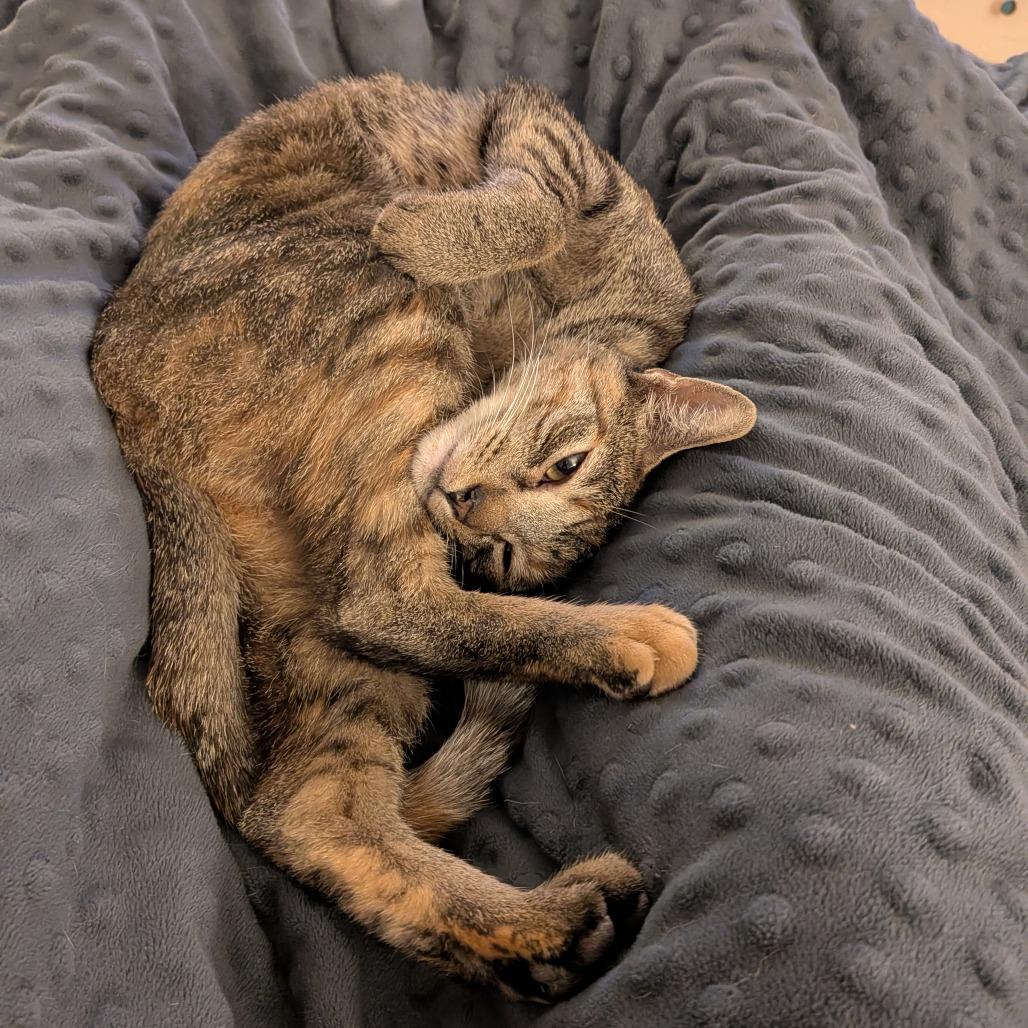 Enlarge Messina, a Adoptable Domestic Short Hair in Evanston, IL image 1/6