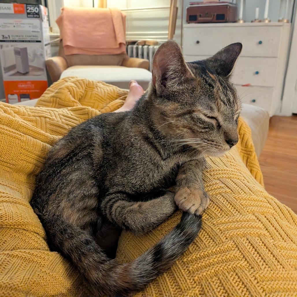 Enlarge Messina, a Adoptable Domestic Short Hair in Evanston, IL image 2/6