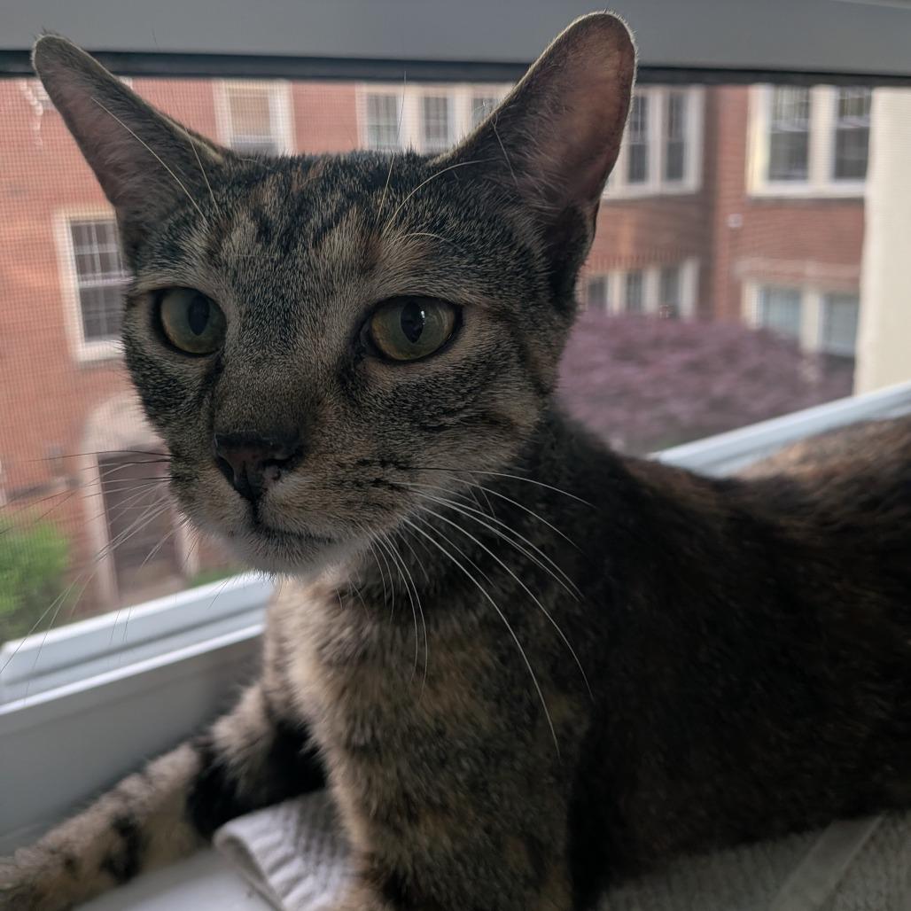 Enlarge Messina, a Adoptable Domestic Short Hair in Evanston, IL image 3/6