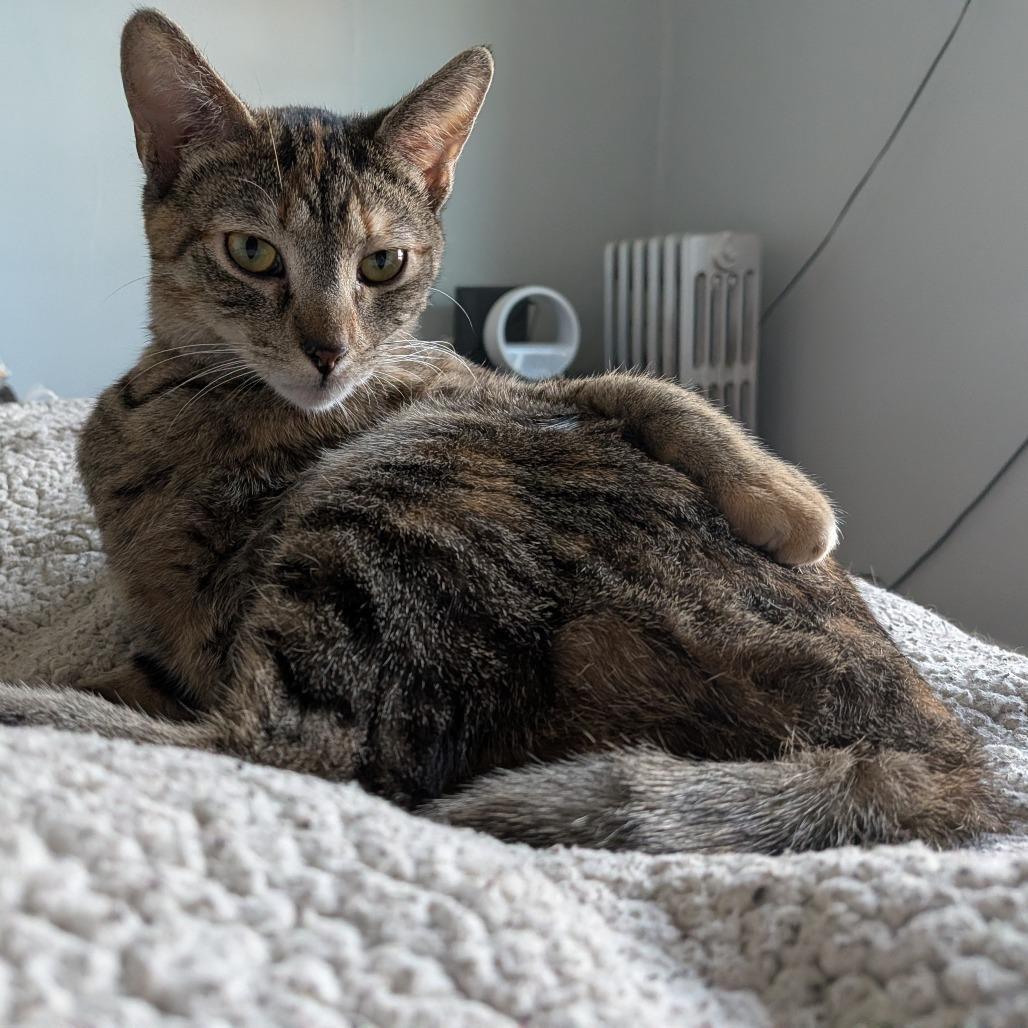 Enlarge Messina, a Adoptable Domestic Short Hair in Evanston, IL image 3/6