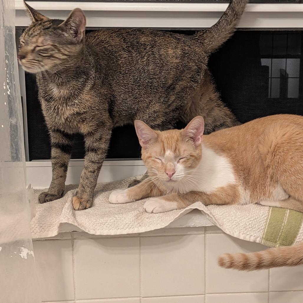 Enlarge Messina, a Adoptable Domestic Short Hair in Evanston, IL image 5/6