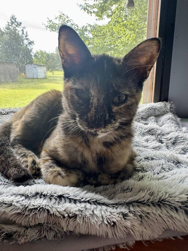 Enlarge Egwene, a Adoptable Domestic Short Hair in Cary, NC image 1/6