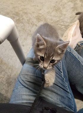 Zephyr, Adopted, Adult Male Domestic Short Hair.