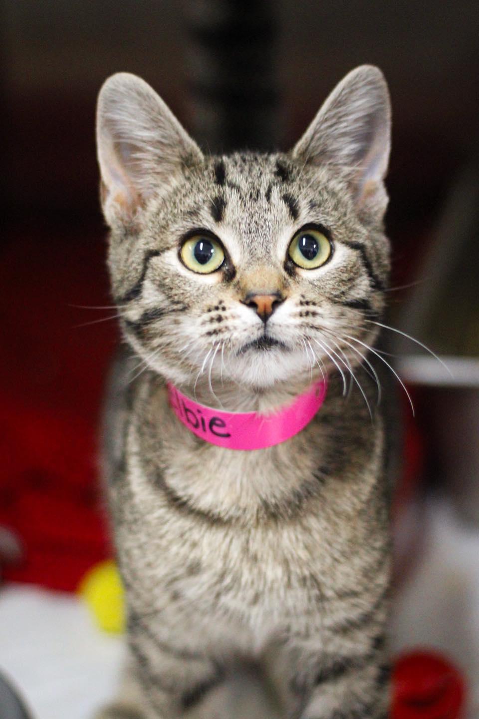 Enlarge Shelbie, an adopted Domestic Short Hair in Calhoun, KY image 3/3