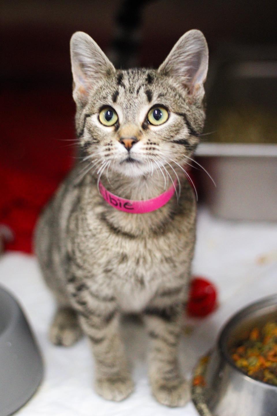 Enlarge Shelbie, an adopted Domestic Short Hair in Calhoun, KY image 1/3