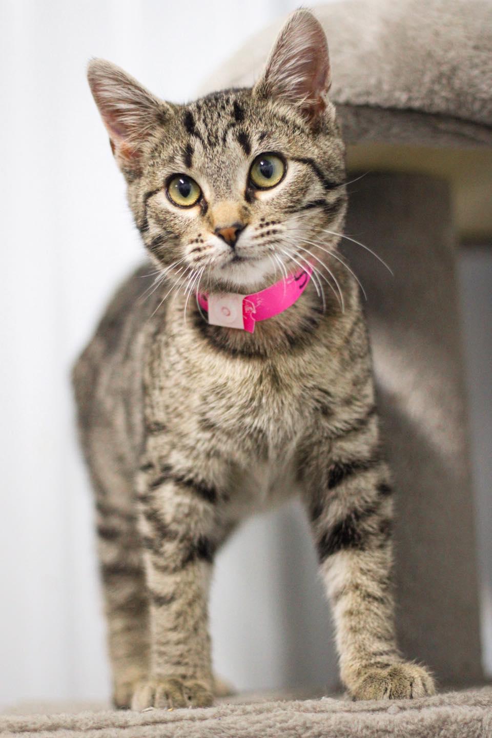 Enlarge Shelbie, an adopted Domestic Short Hair in Calhoun, KY image 2/3