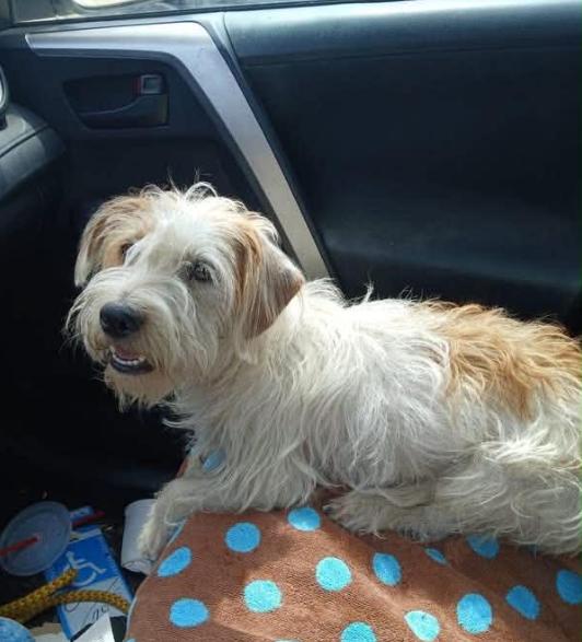 Enlarge Violet in TX, a Adoptable Terrier in Cranston, RI image 1/2