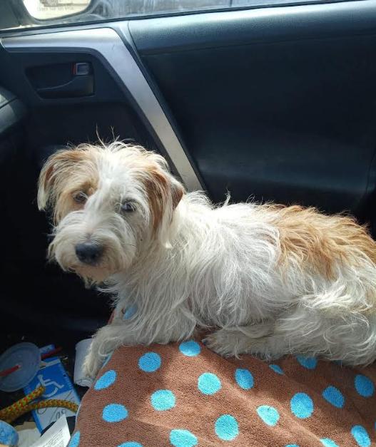 Enlarge Violet in TX, a Adoptable Terrier in Cranston, RI image 2/2