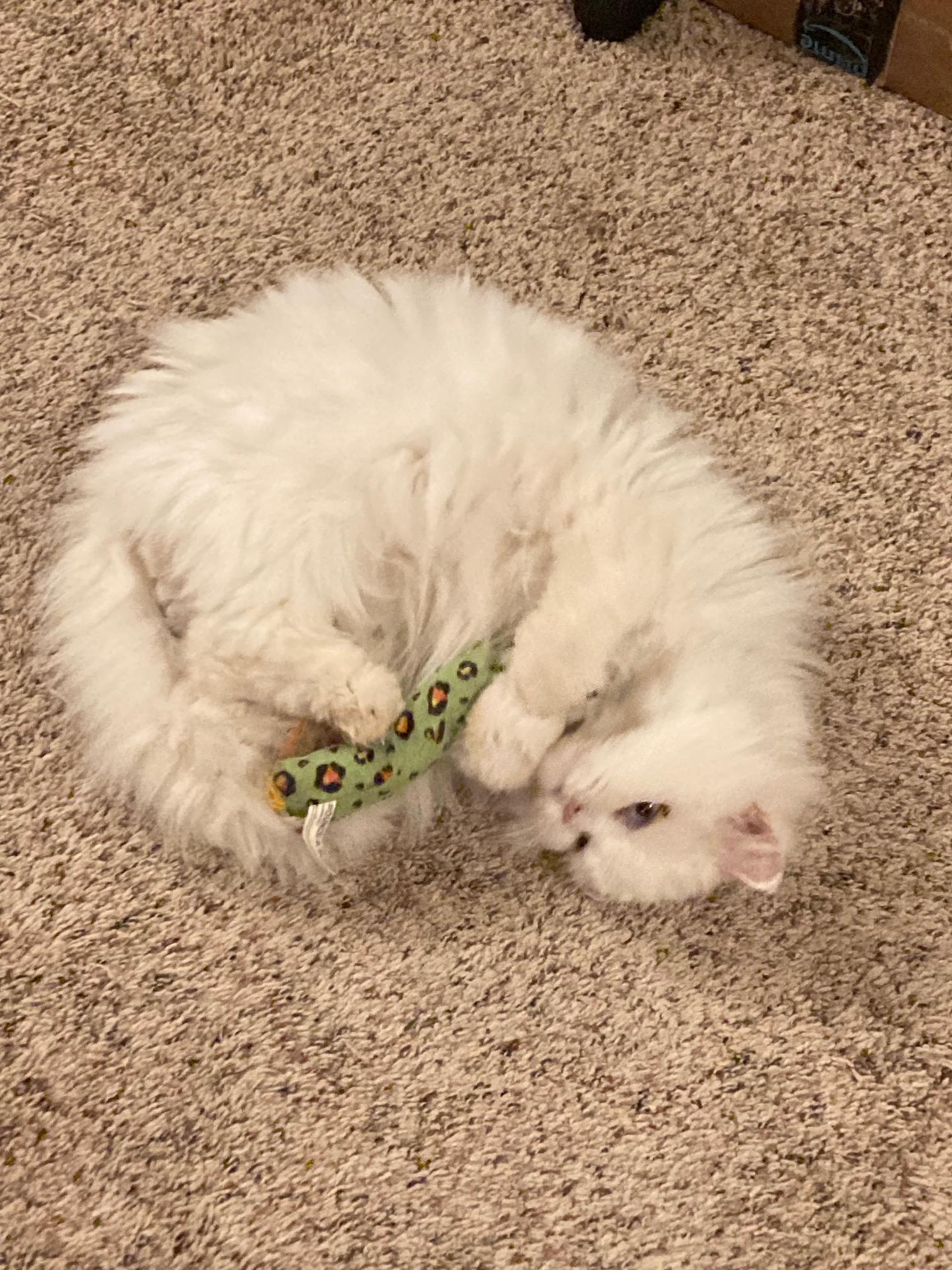 Ollie, Adopted, Adult Male Persian.