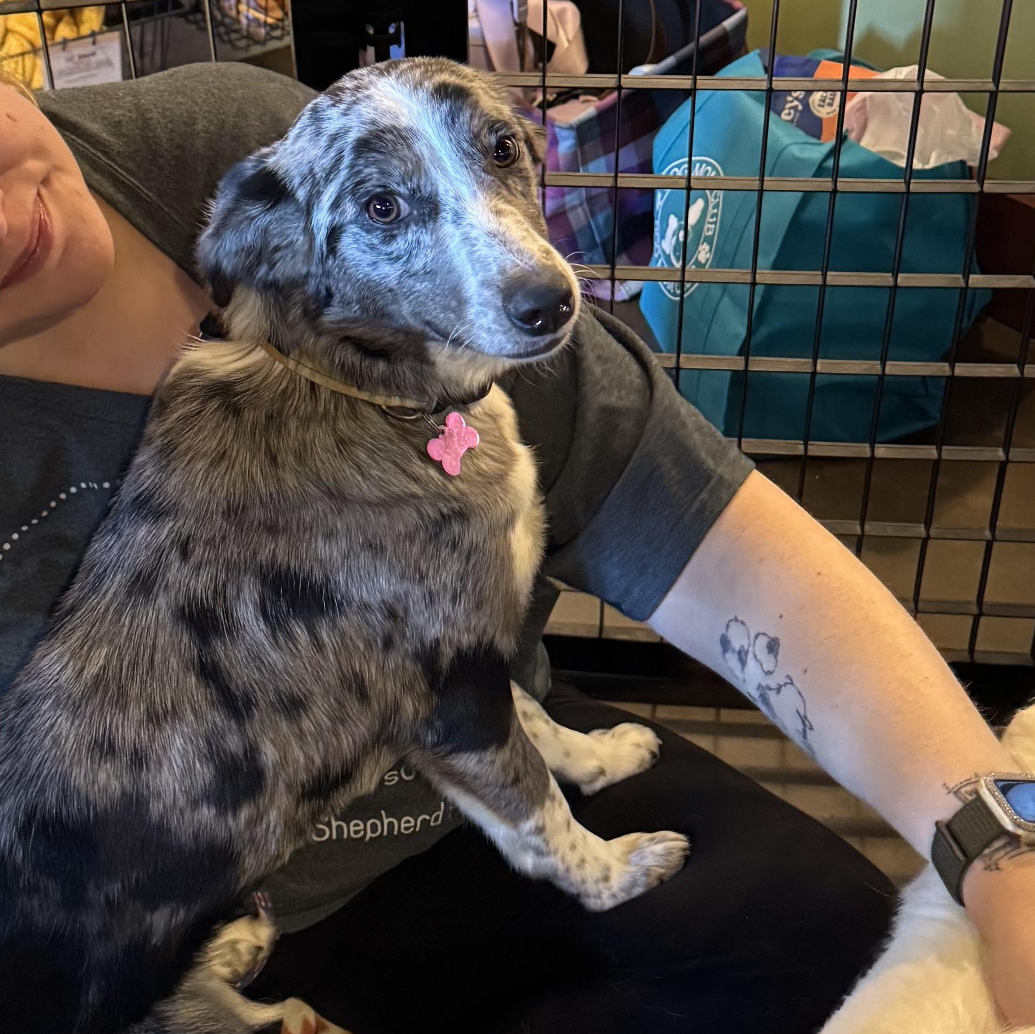 Enlarge Harloe, a ADOPTABLE mixed breed in Louisburg, KS image 2/6