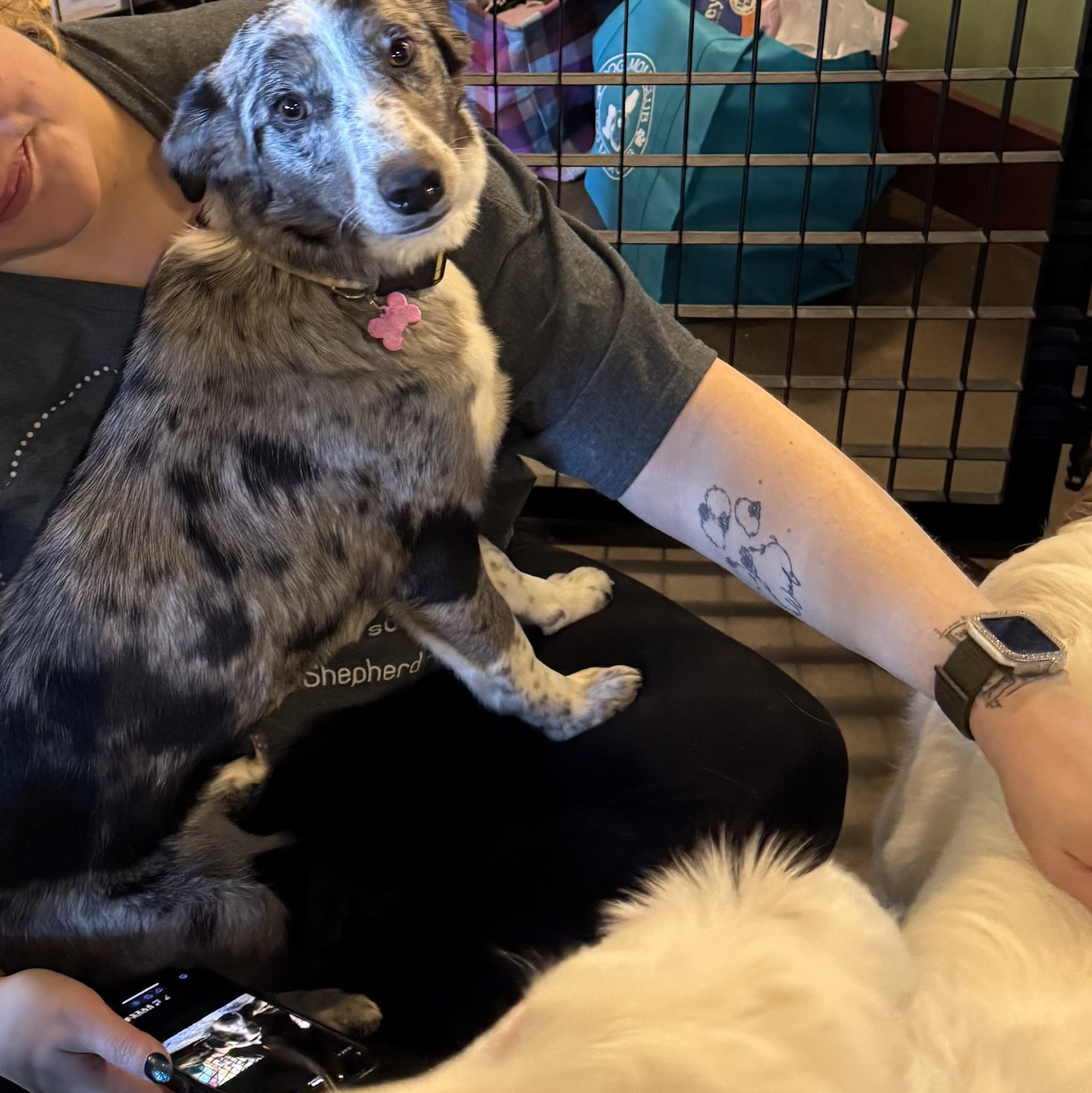 Enlarge Harloe, a ADOPTABLE mixed breed in Louisburg, KS image 3/6