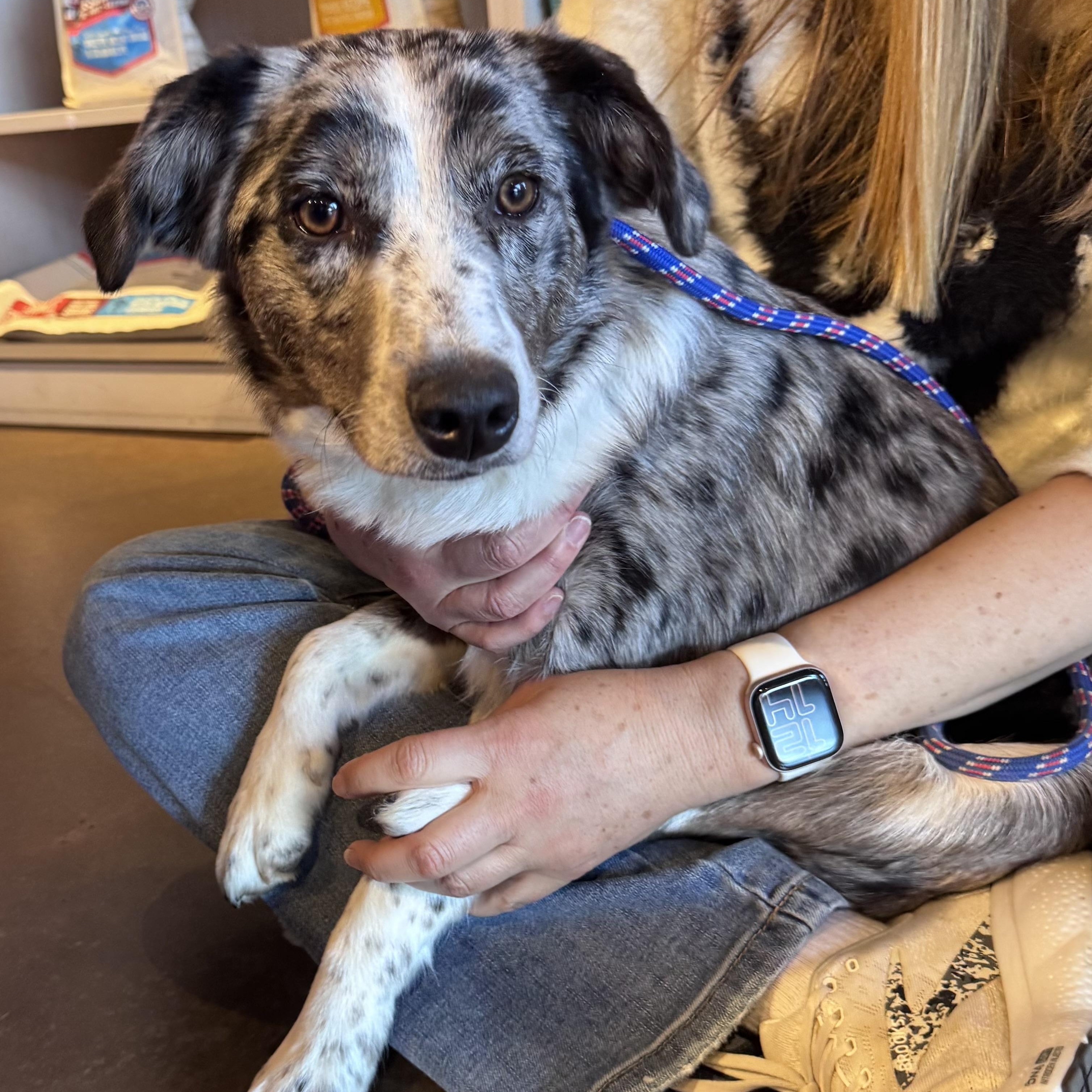 Harloe, ADOPTABLE, Young Female Australian Shepherd & Border Collie.