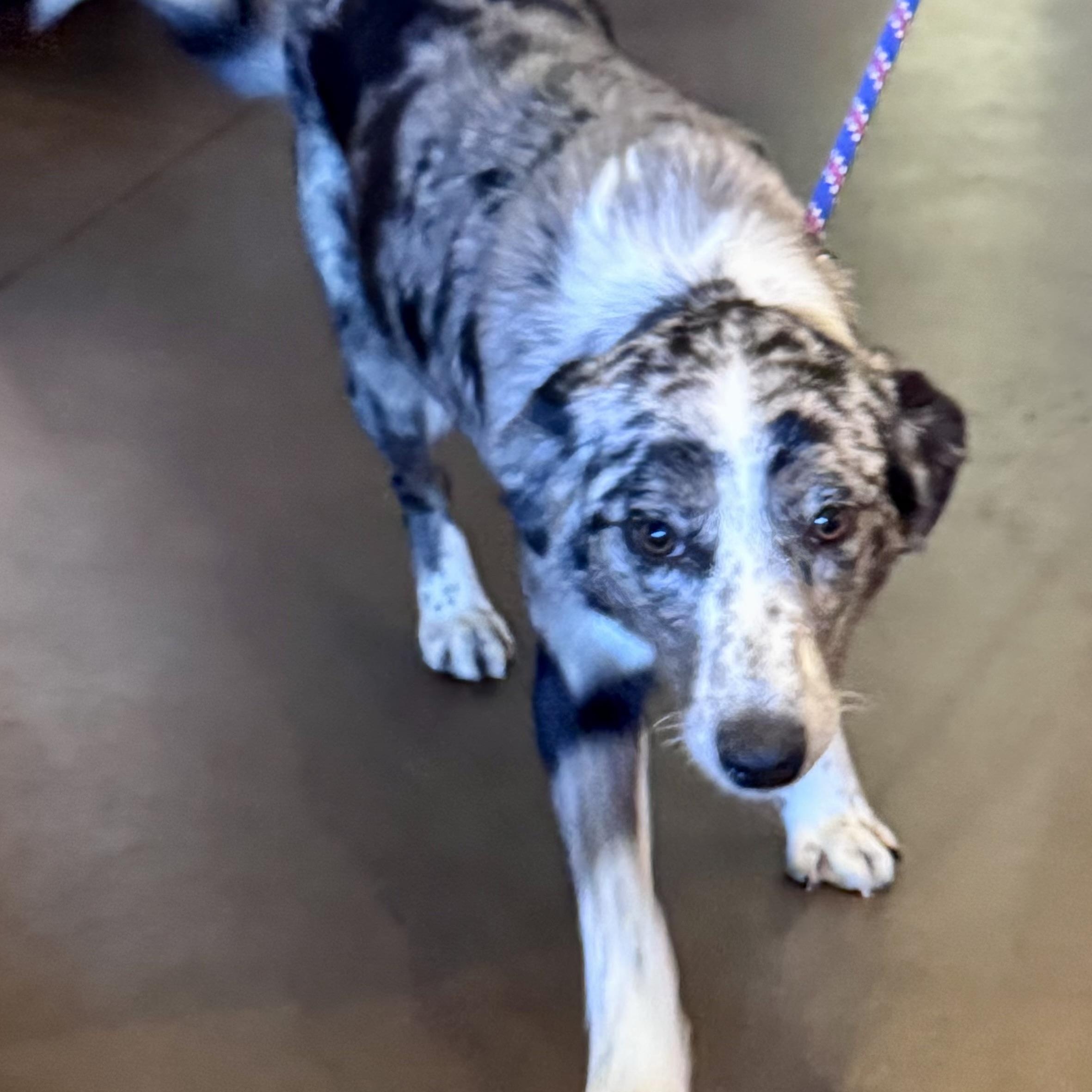 Enlarge Harloe, a ADOPTABLE mixed breed in Louisburg, KS image 6/6