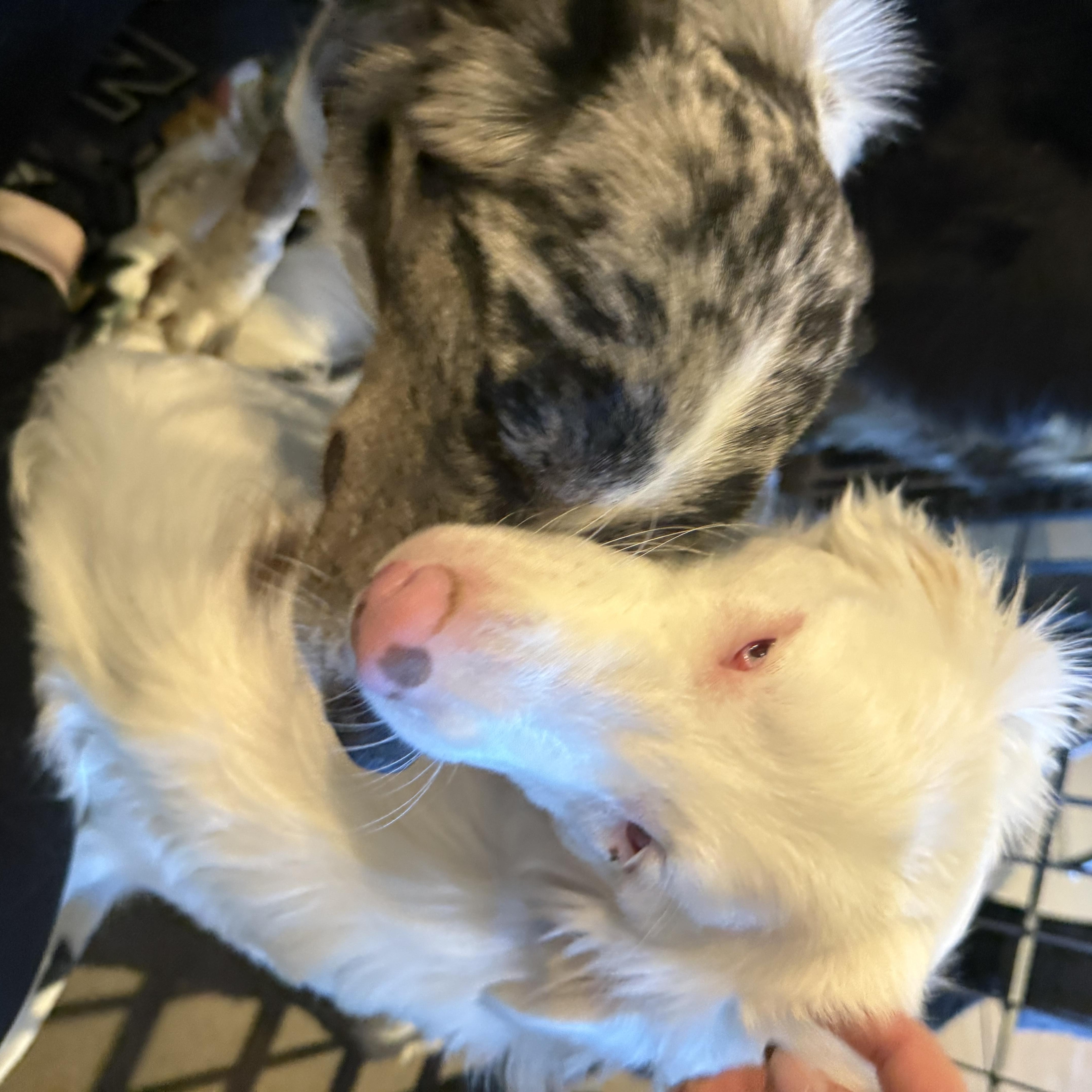 Enlarge Harloe, a ADOPTABLE mixed breed in Louisburg, KS image 4/6