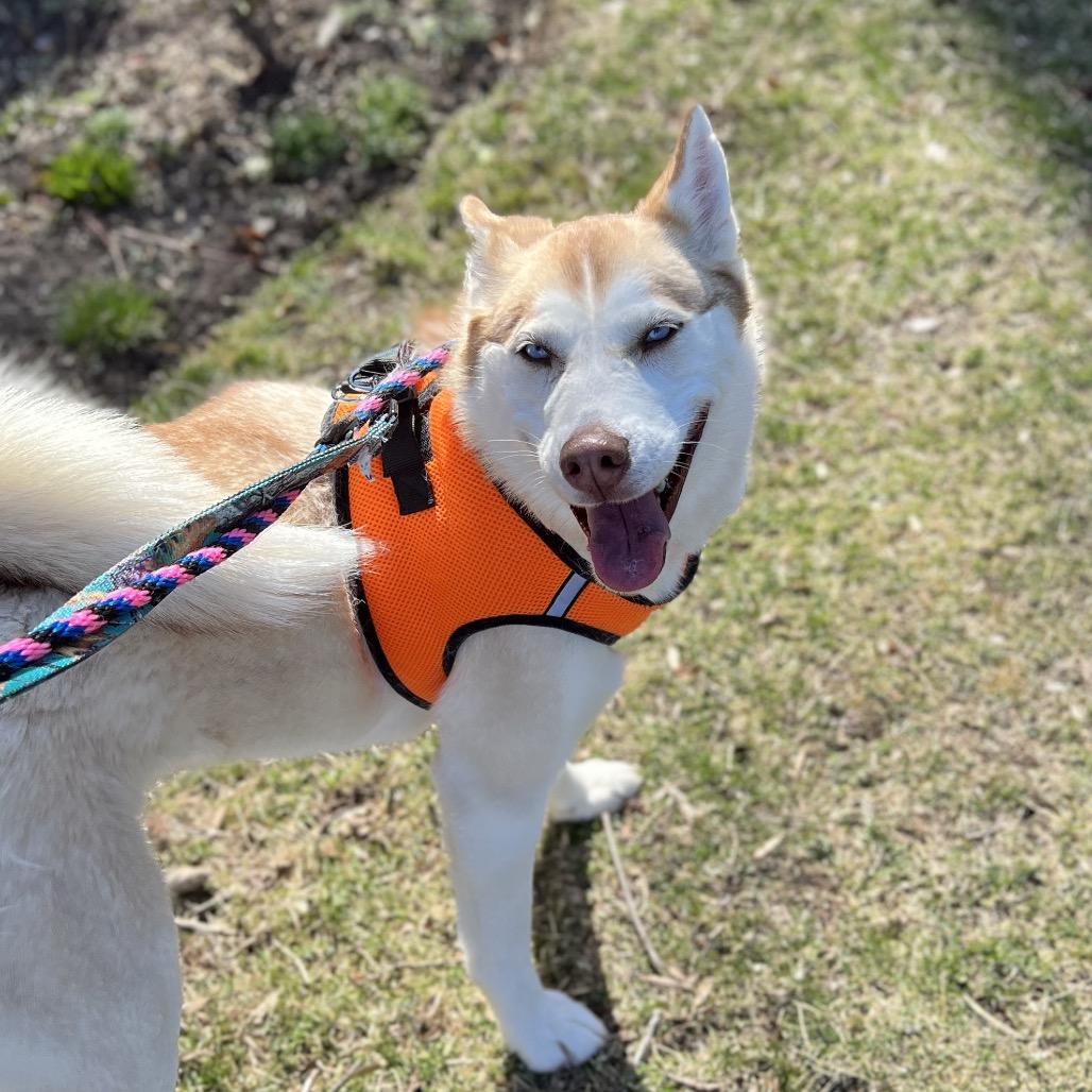 Taffy, Adoptable, Adult Female Mixed Breed.