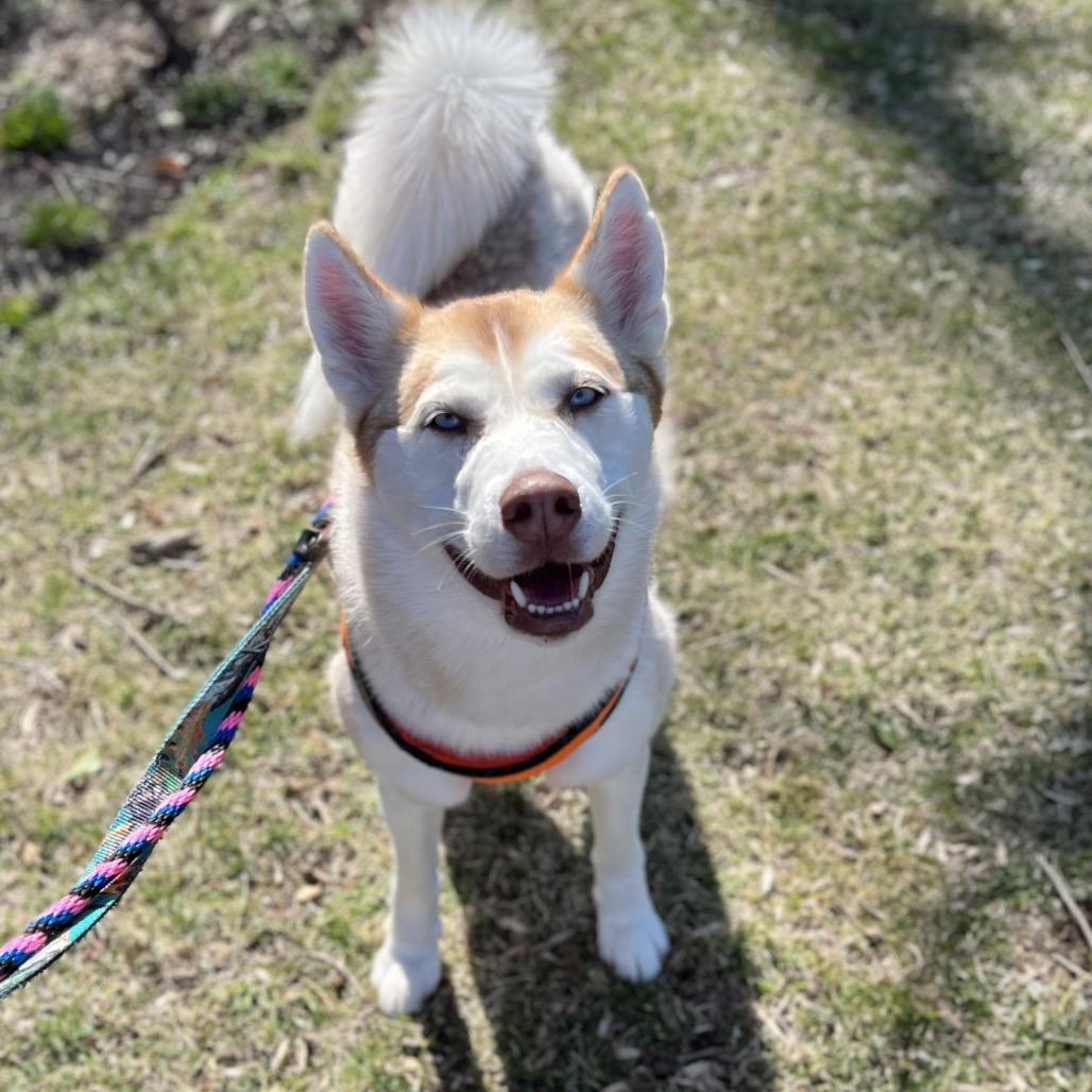 Enlarge Taffy, a Adoptable Mixed Breed in Westhampton, NY image 3/6