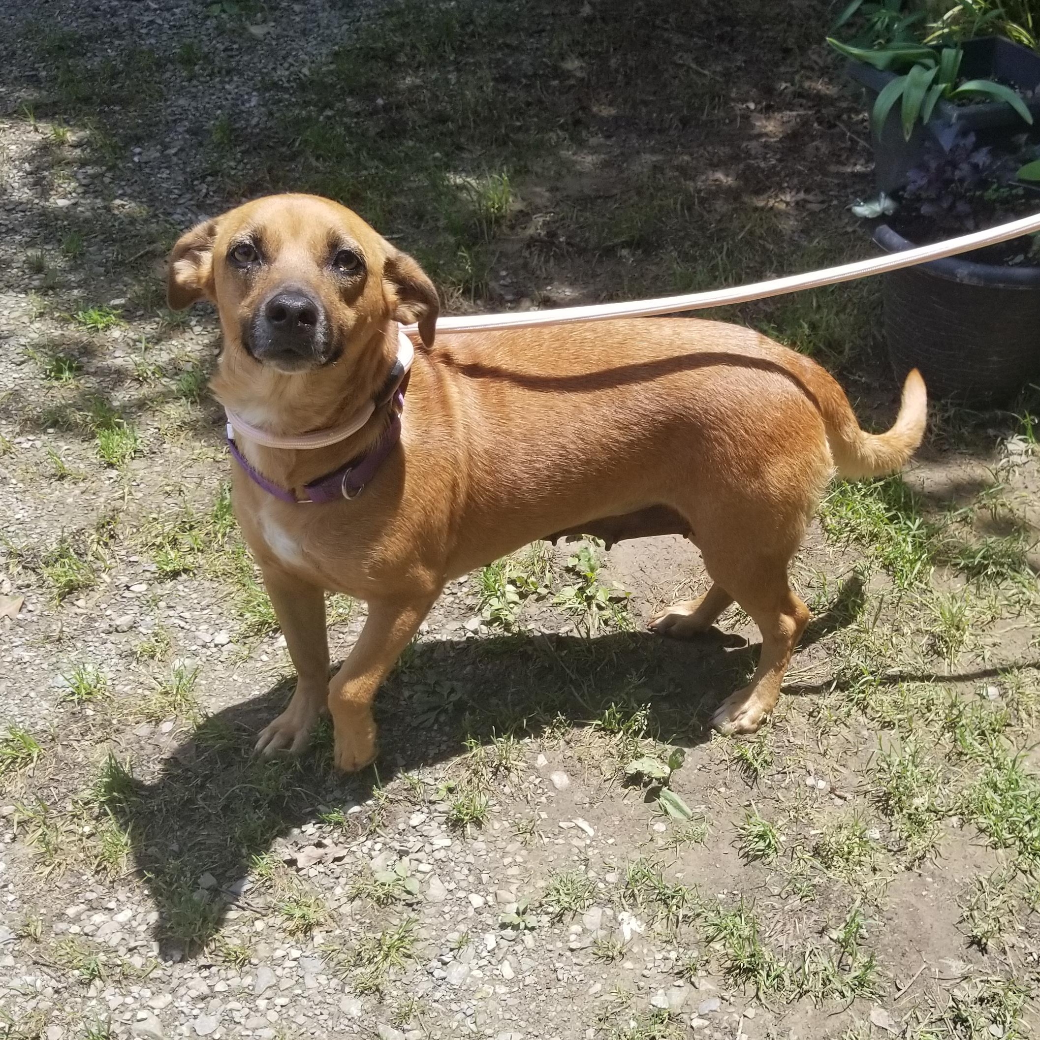 Daisy, an adopted mixed breed in Albany, NY image 2/3