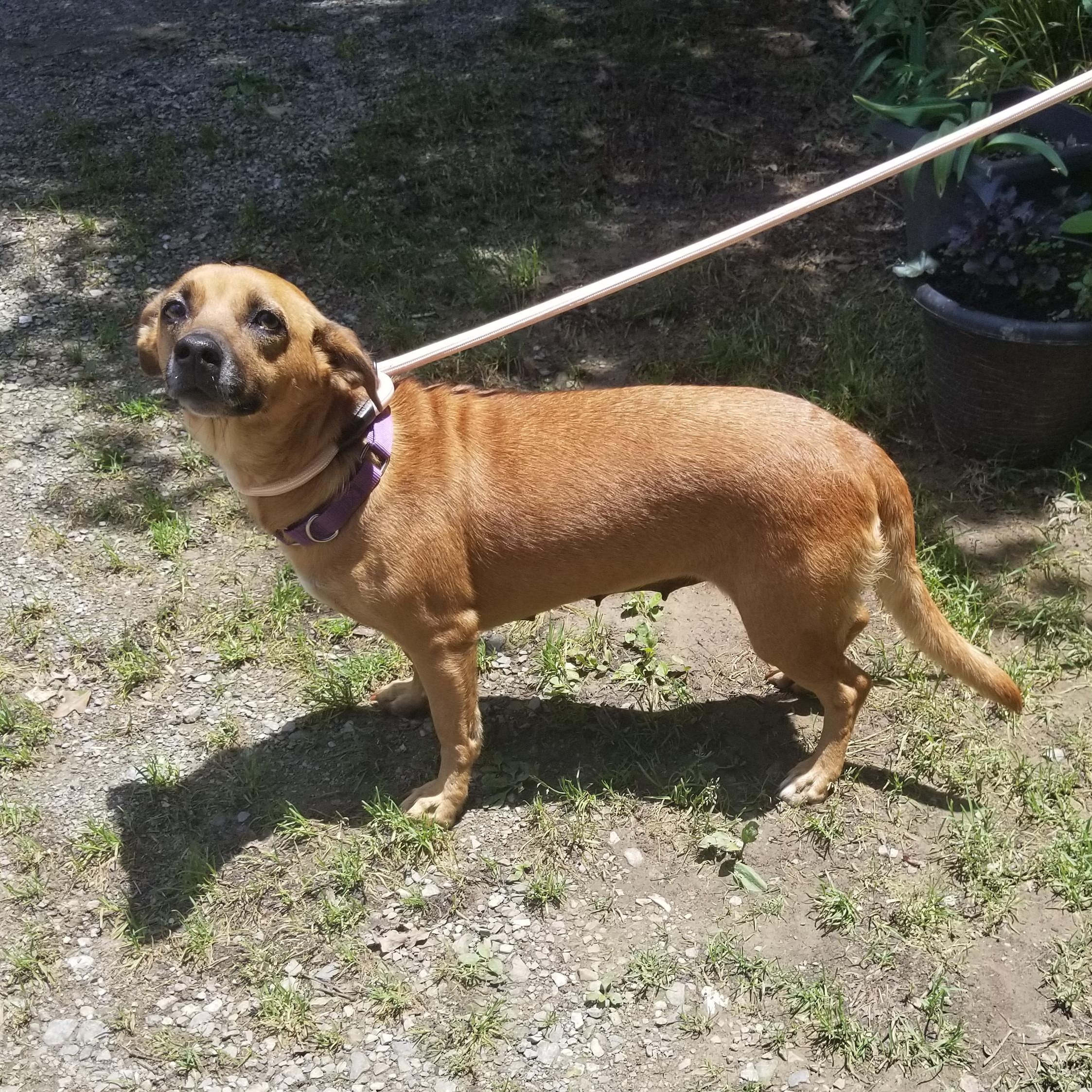 Daisy, an adopted mixed breed in Albany, NY image 3/3