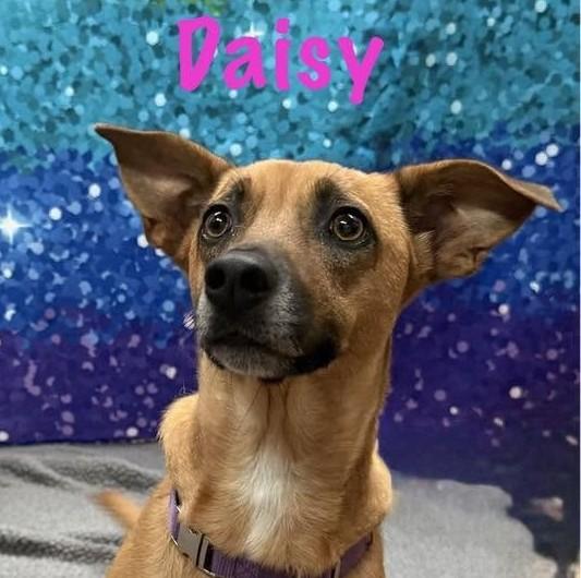 Daisy, adopted, Young Female Dachshund & Hound.