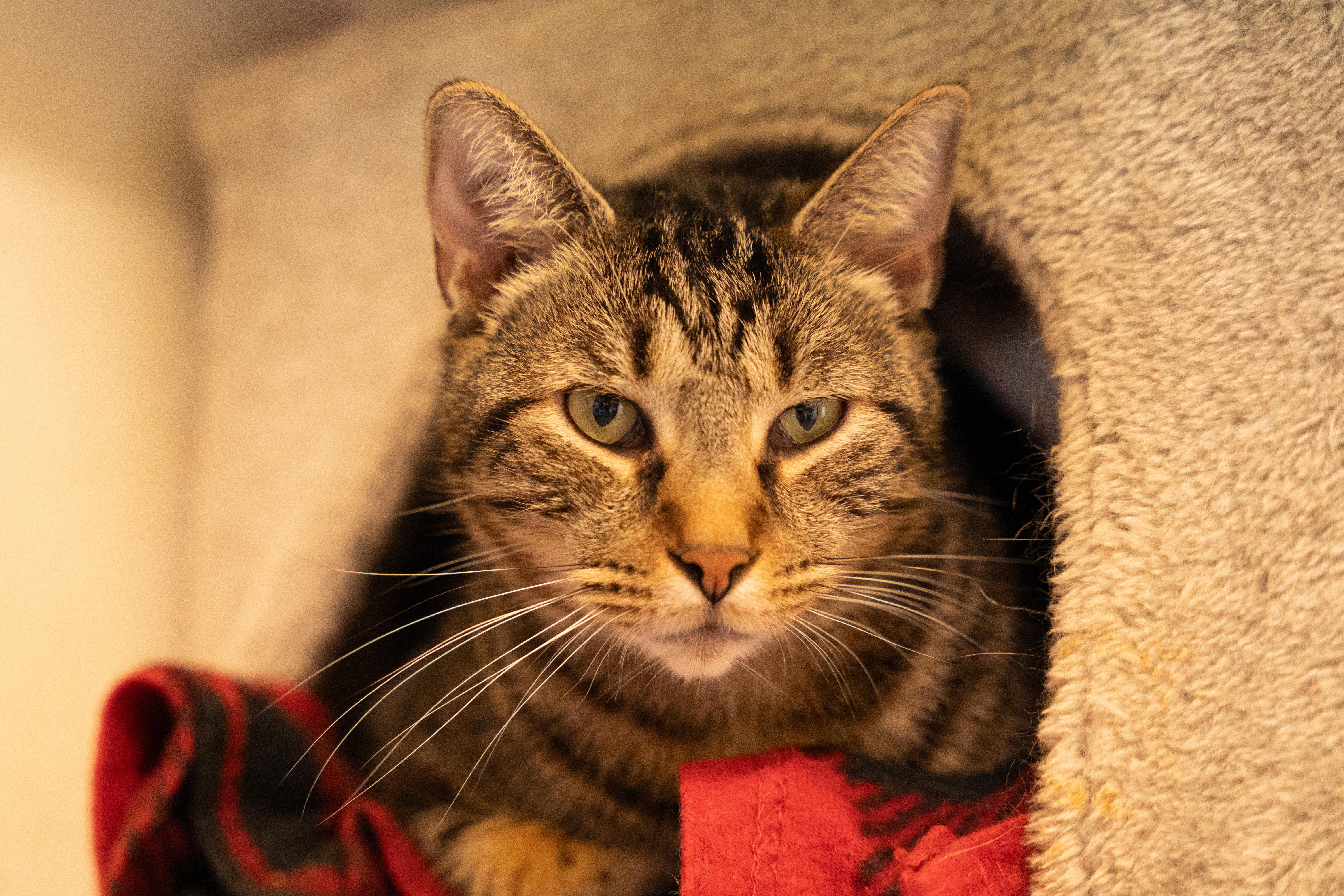 HYACINTH! (part of the "FLOWER" litter), Adoptable, Kitten Female Tabby & Domestic Short Hair.