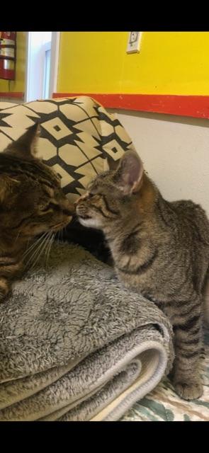 HYACINTH! (part of the "FLOWER" litter)